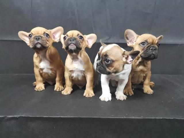Francuski-buldog---prelepi-štenci