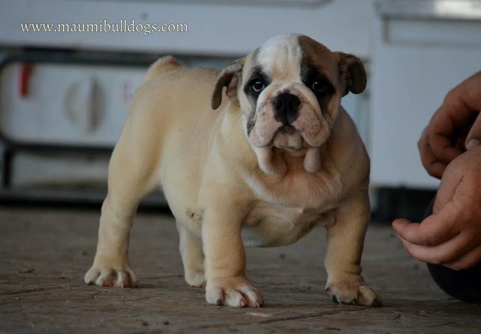 Engleski-buldog-stenci-
