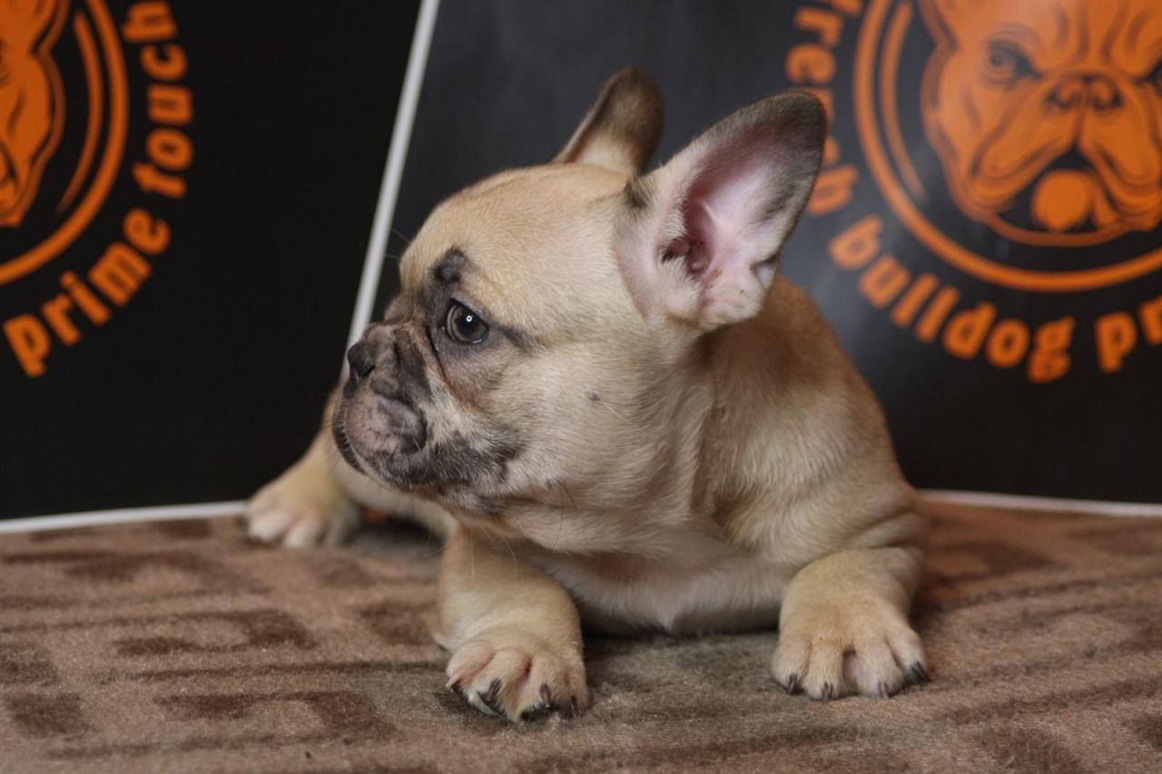 Francuski-Buldog-EXOTIC