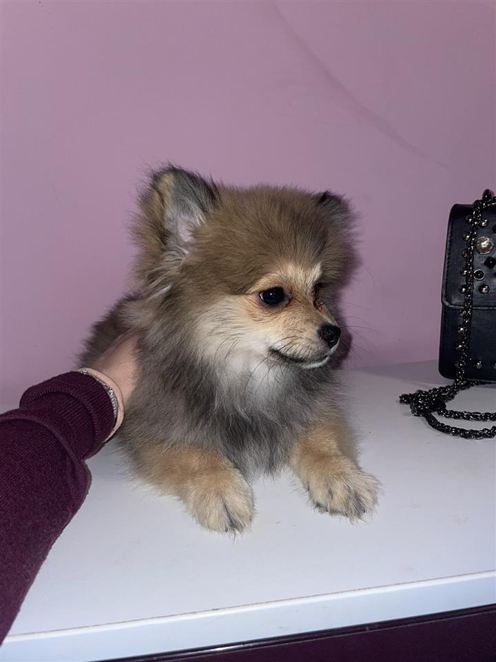 Pomeranac-štenci