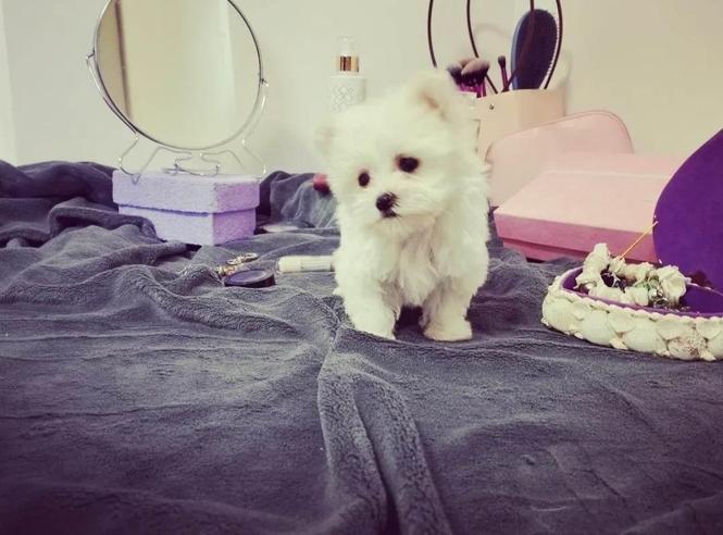 Maltezer