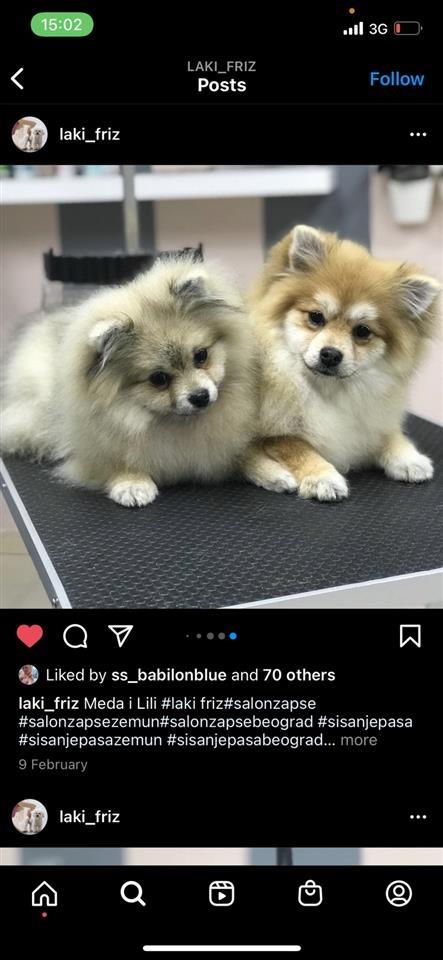 Pomeranci-Boo