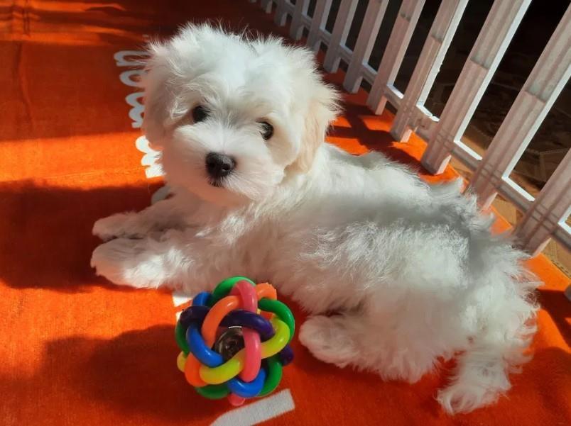 Maltezer-i-coton-de-tulear-štenci-na-prodaju-
