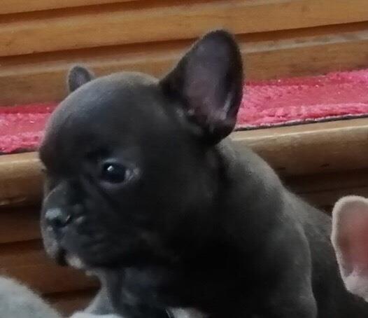 Francuski-buldog-štenci
