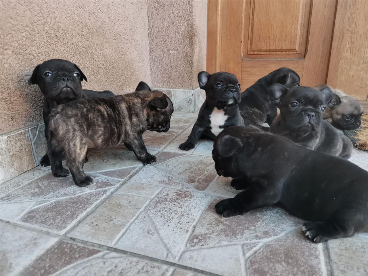 Francuski-buldog--štenci