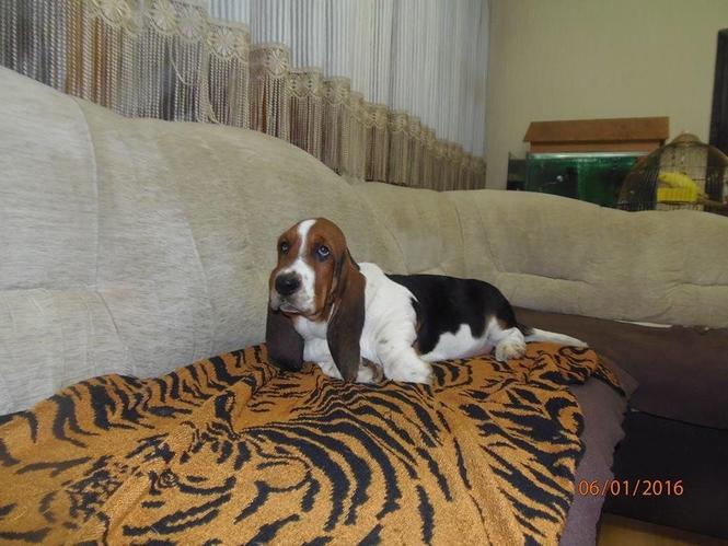 Basset Hound - baset