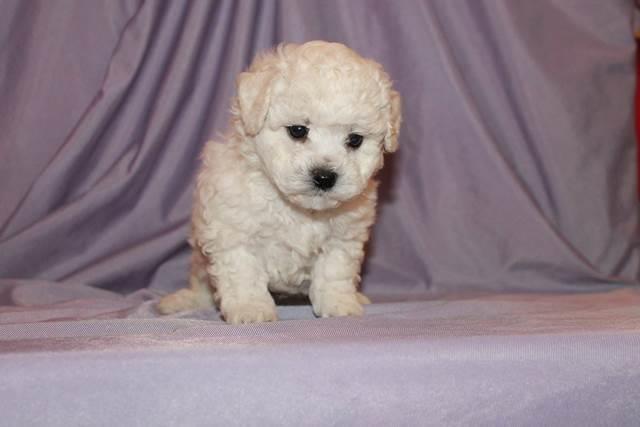 Bichon-Frise-