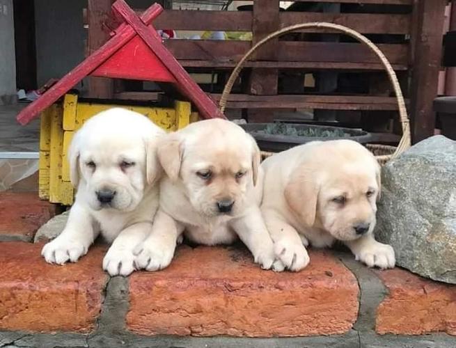 Labrador retriver 