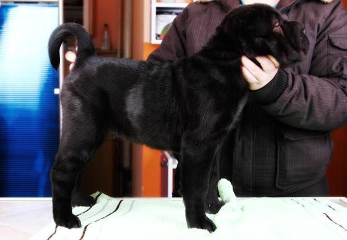 SHAR-PEI-vrhunsko-stene-extra-kvaliteta