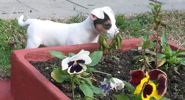 Jack-russell-terrier-stenci-