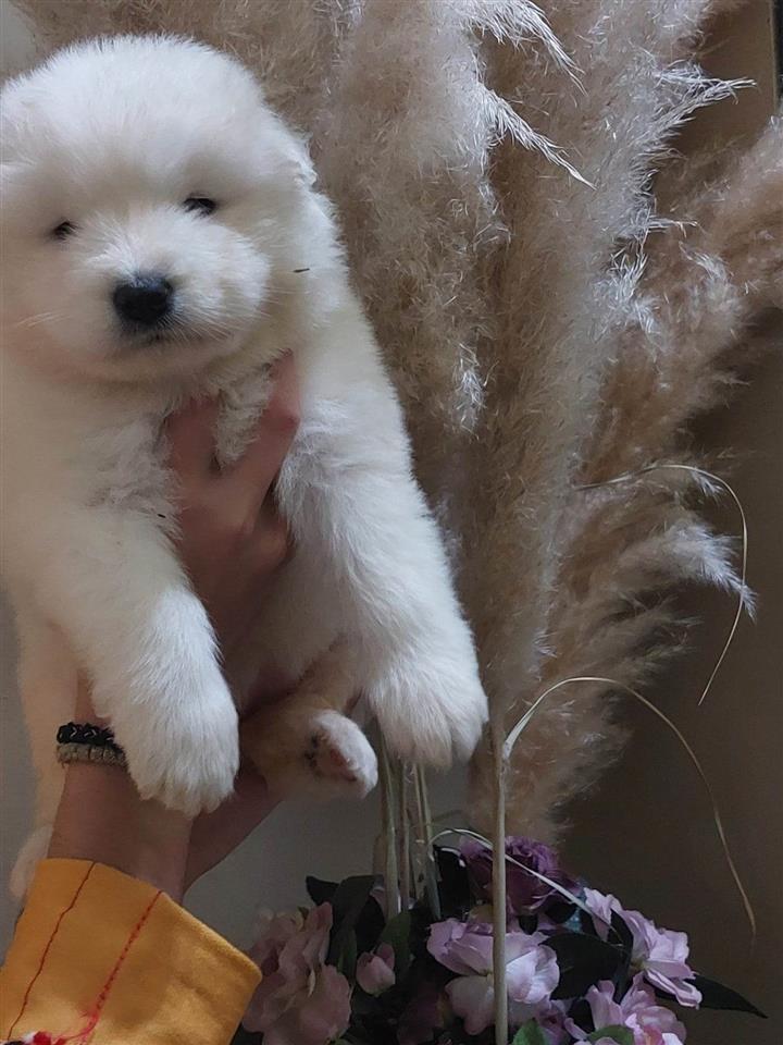 Samojed-štenci