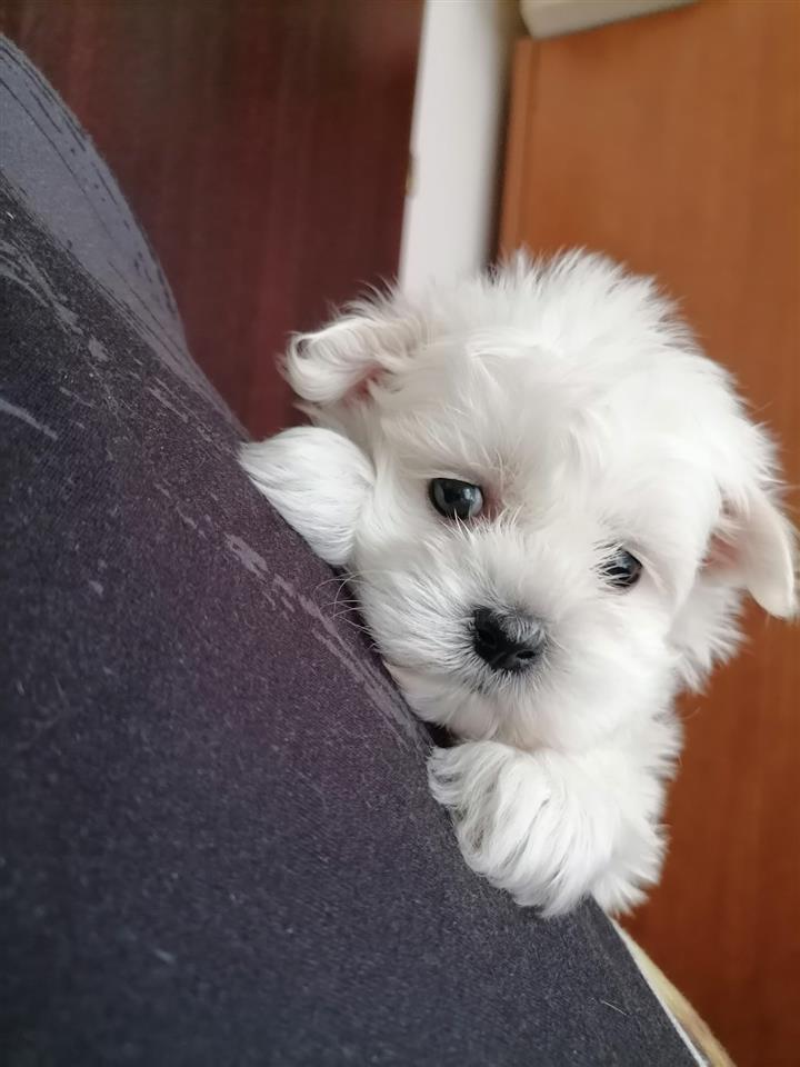 Maltezer