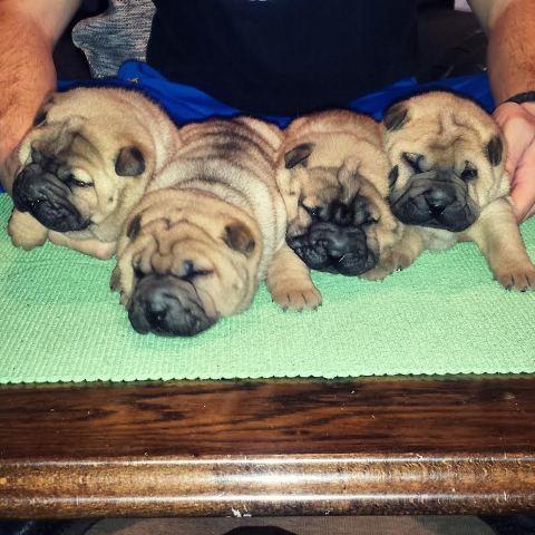 Shar-Pei-stenci