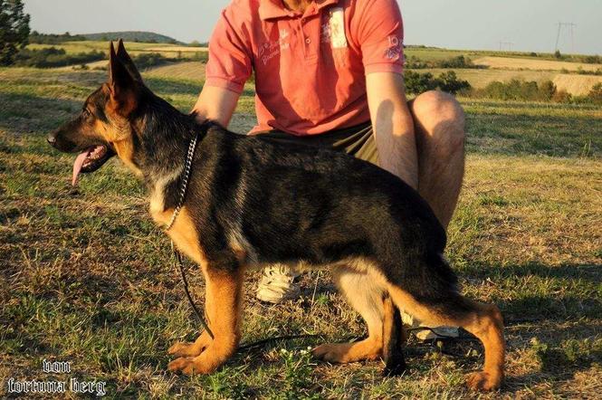 Nemački ovčar