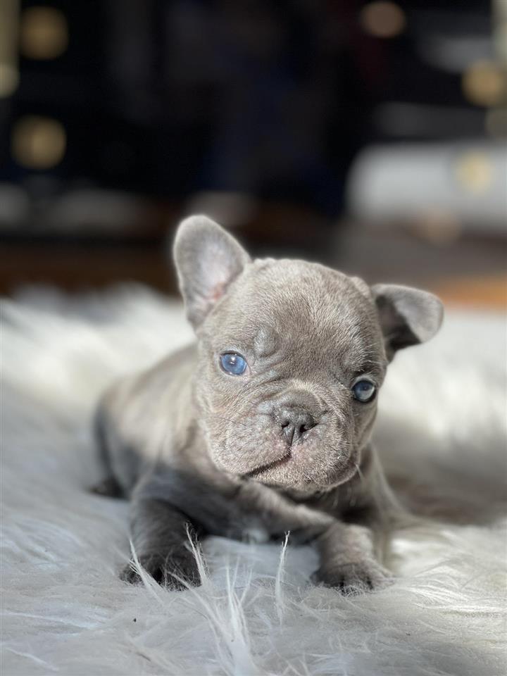 Francuski-Buldog