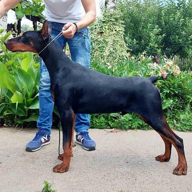 Doberman-muško-štene