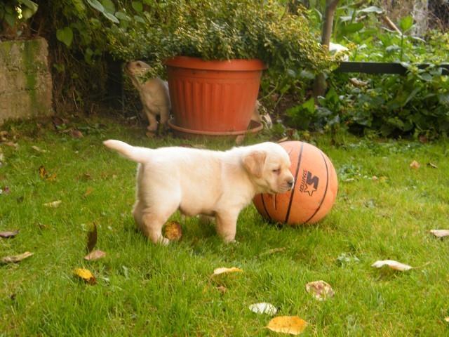 Stenci Labrador retrivera