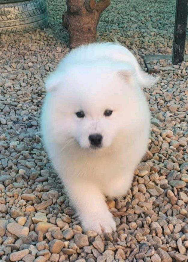 Samojed-štenci