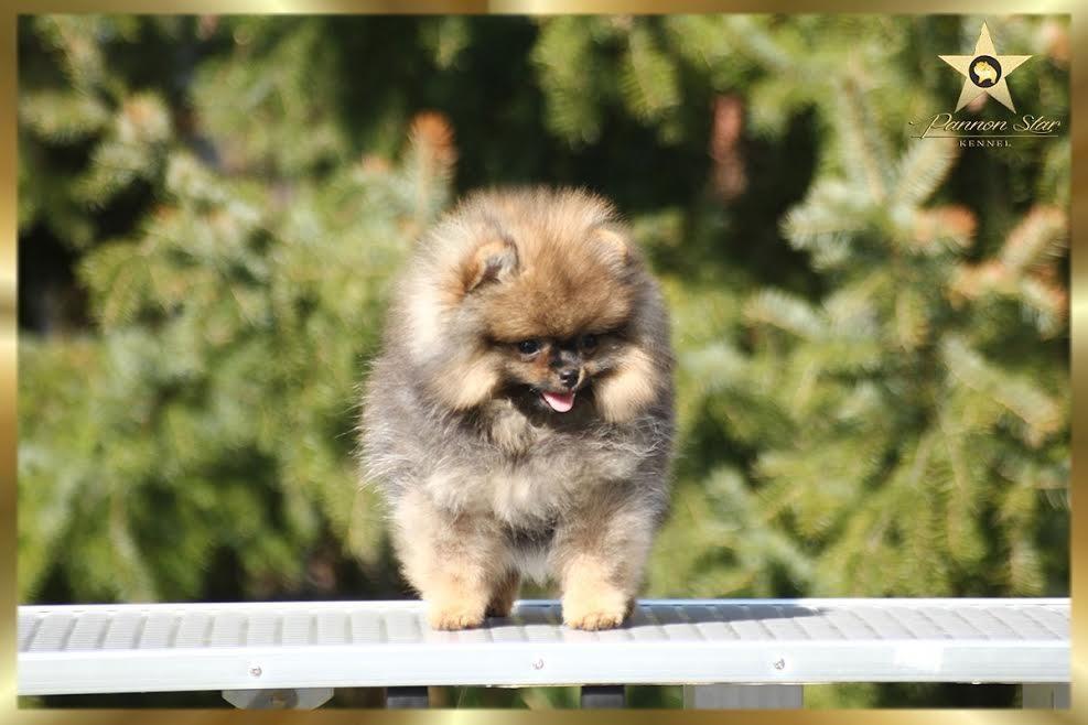Pomeranski-spic