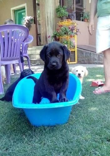 Labrador retriver 