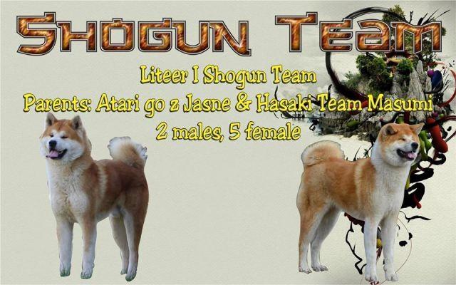 Akita Inu stenad