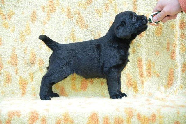 Labrador-retriver--stenci