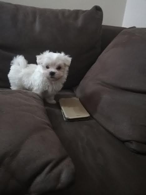 Maltezer