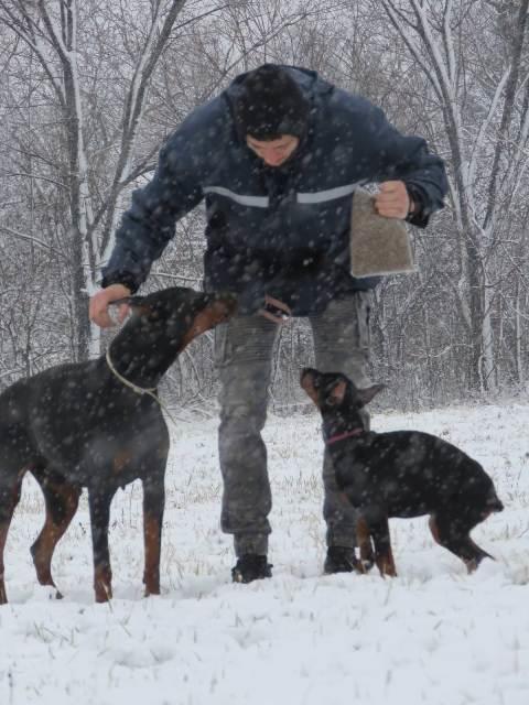 Doberman-štenci