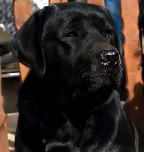 Labrador-retriver--vrhunsko-leglo
