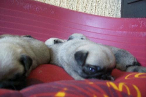 Mops-stenci
