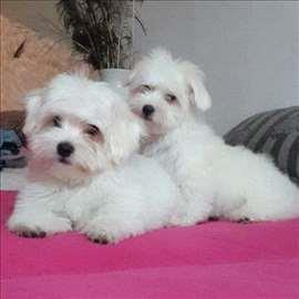 Coton-de-Tulear