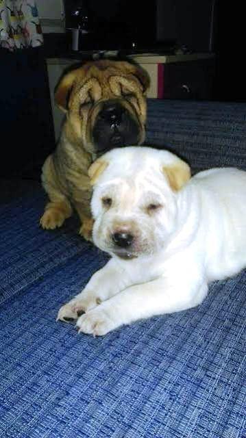 Shar--Pei-štenci-