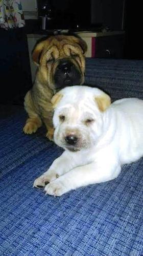 Shar  Pei štenci 