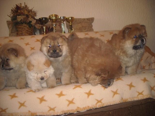 Cau-cau---Chow-chow-stenad-