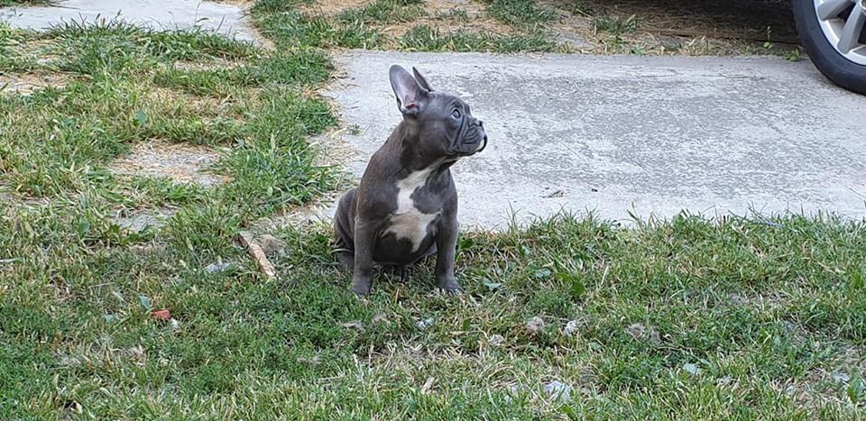 Francuski-buldog