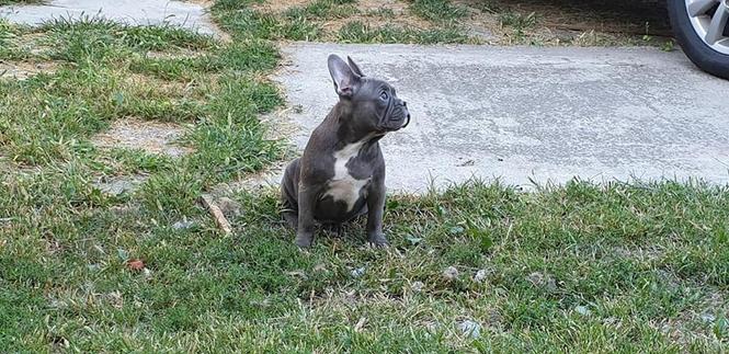 Francuski buldog