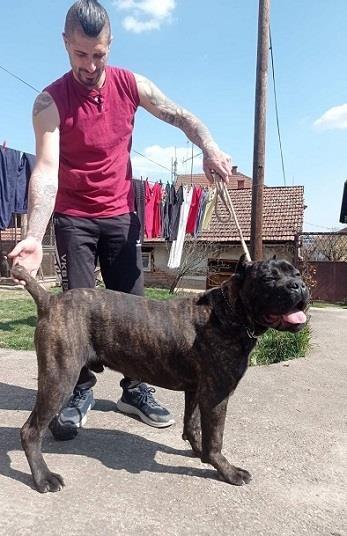 Cane-corso--tigrasti-muzijak