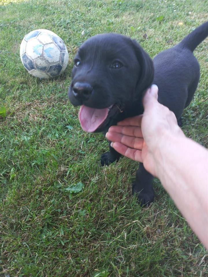 Labrador-Retriver