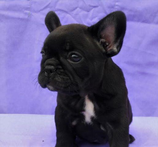 Francuski Buldog 
