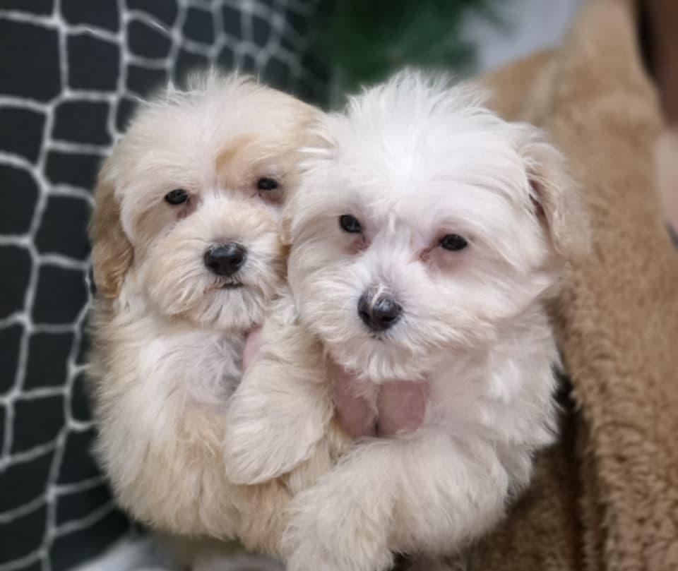 Maltipoo-štenci