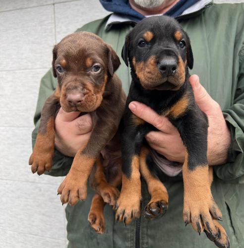 Doberman štenci