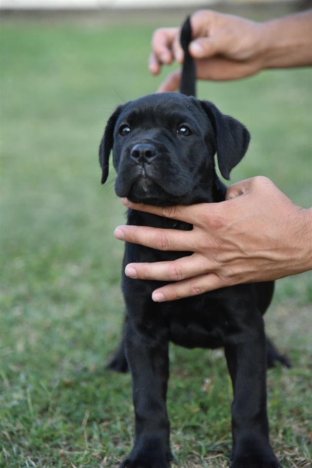 Cane-corso