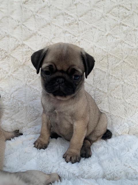 Mops--ženski-štenci
