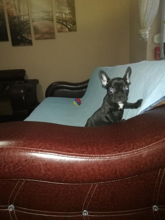 Francuski-buldog-stenad