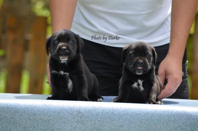 Cane-Corso