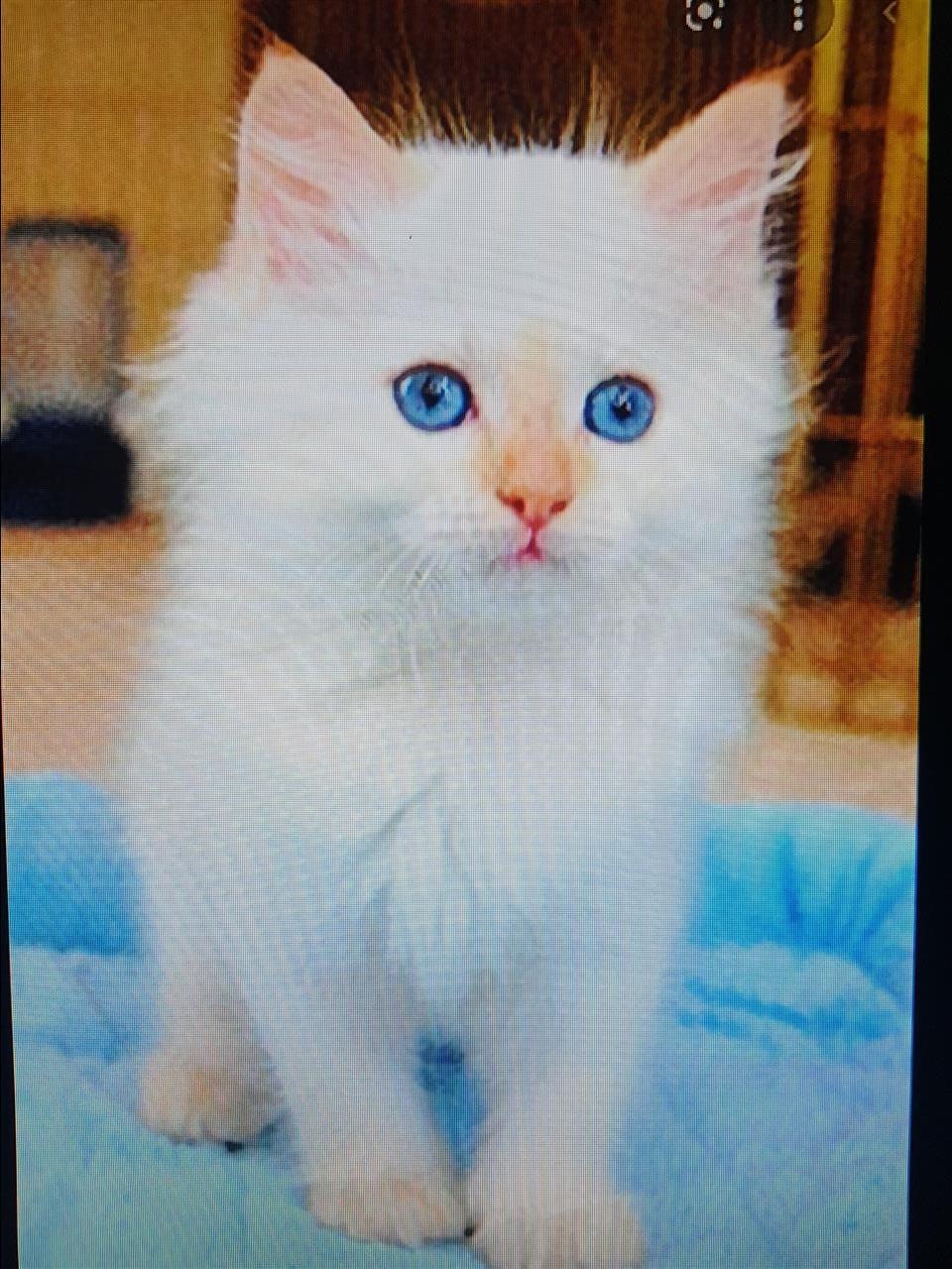 ragdoll-macka