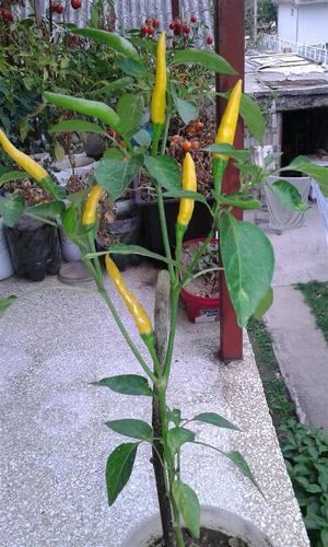 Thai chili zuti seme