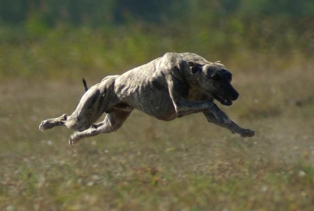 Whippet-mali engleski hrt