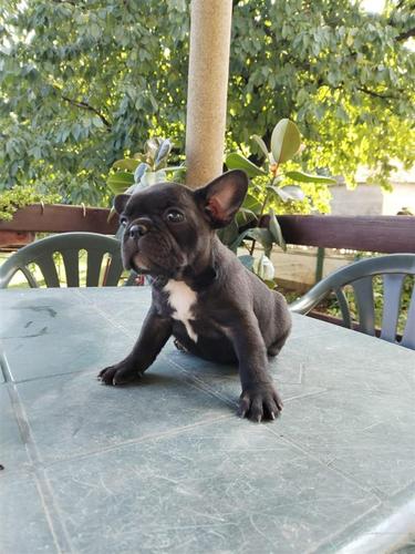 Francuski buldog