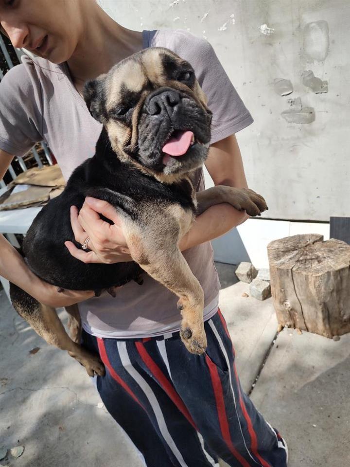 Francuski-Buldog